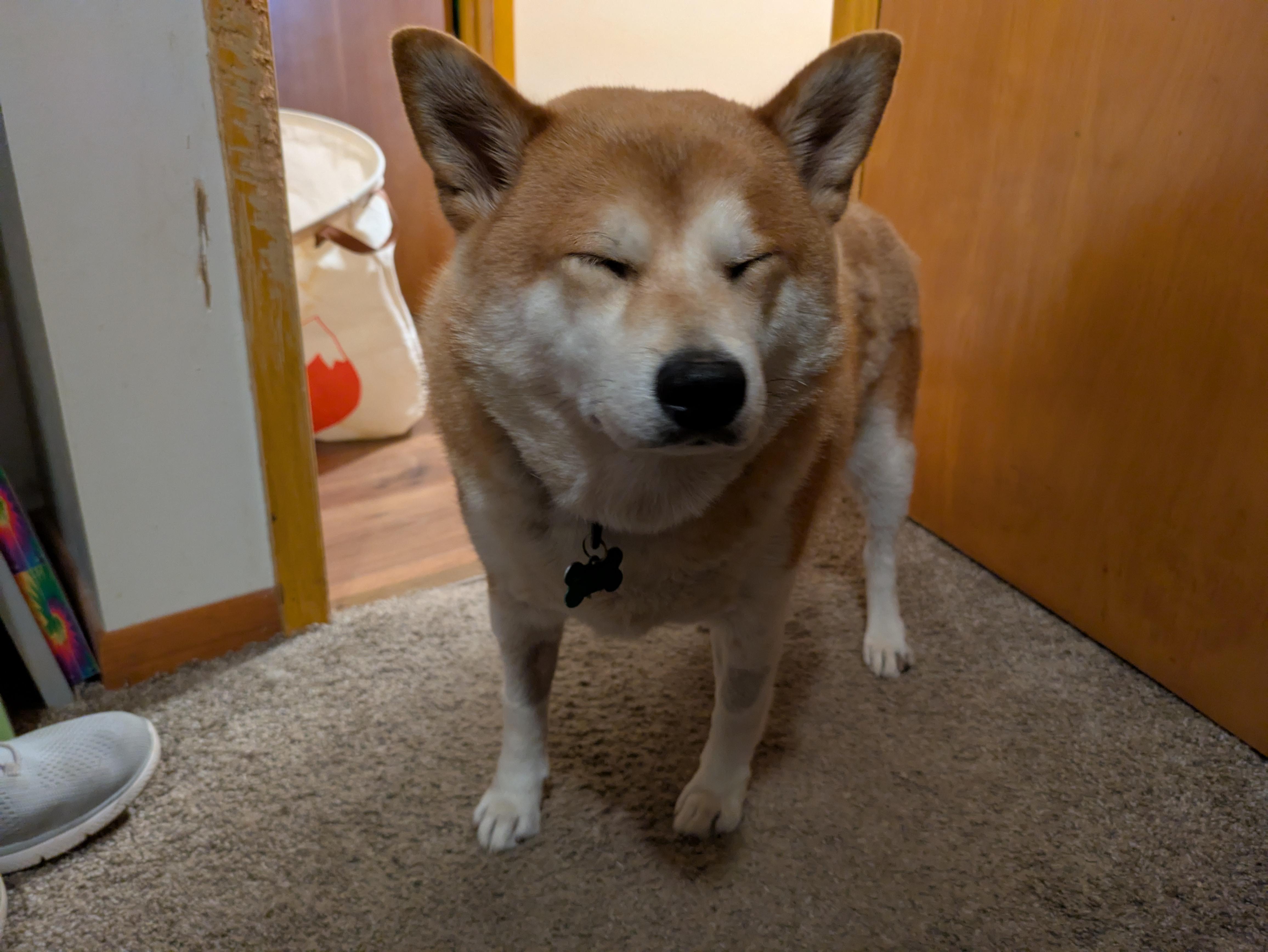 Faye, a Adoptable Shiba Inu in Chicago, IL image 4/6