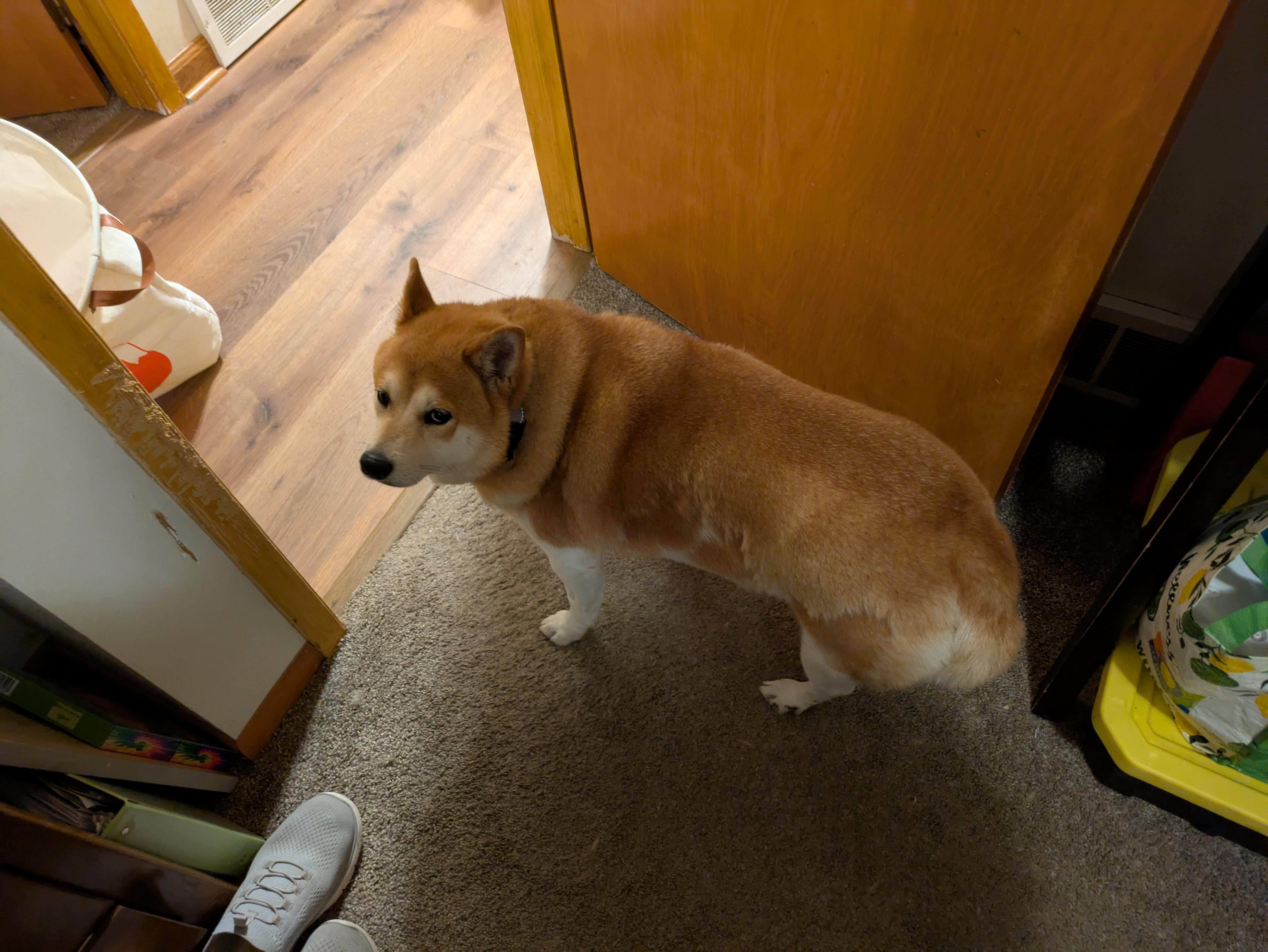 Faye, a Adoptable Shiba Inu in Chicago, IL image 5/6