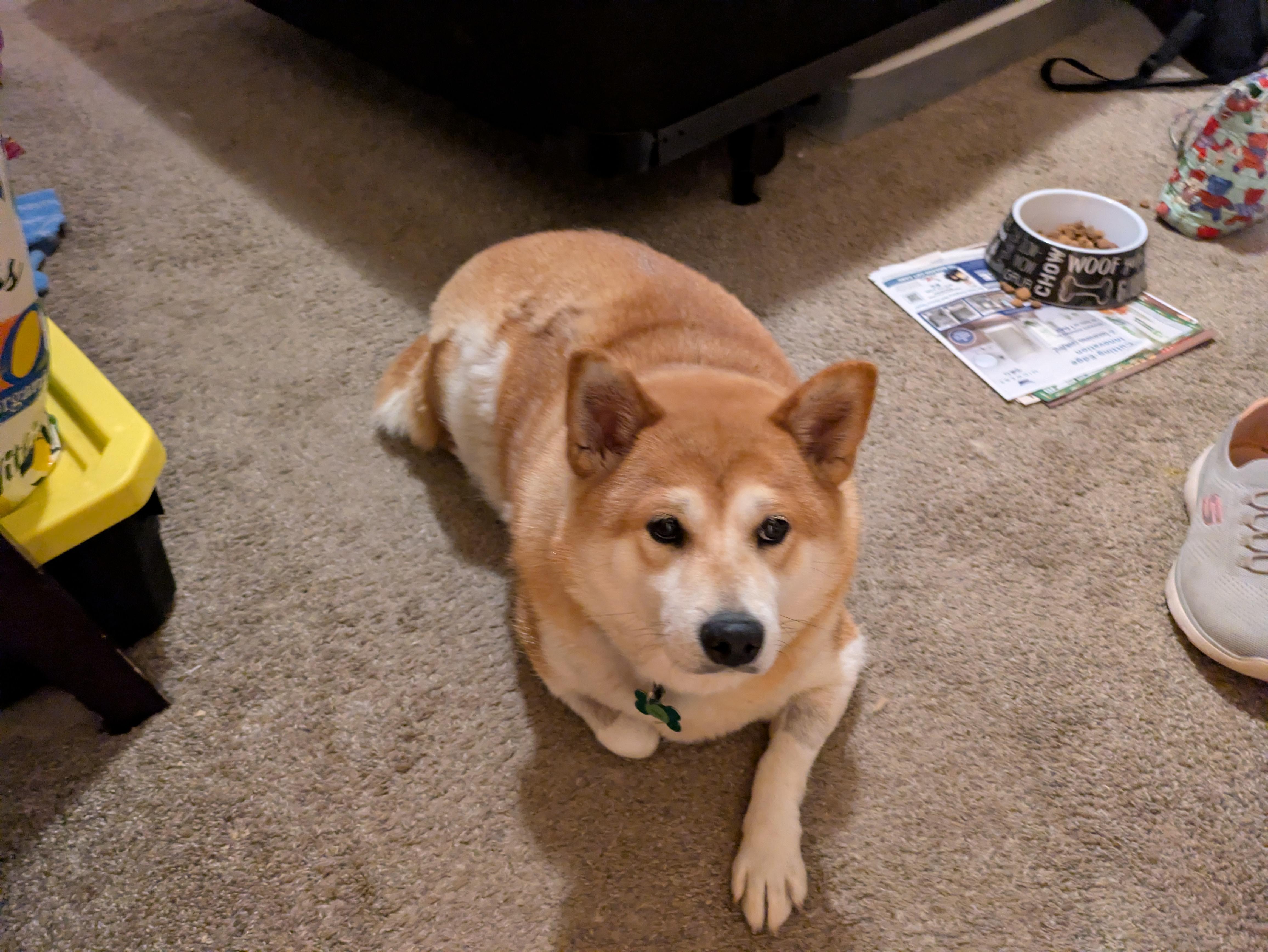 Faye, a Adoptable Shiba Inu in Chicago, IL image 3/6