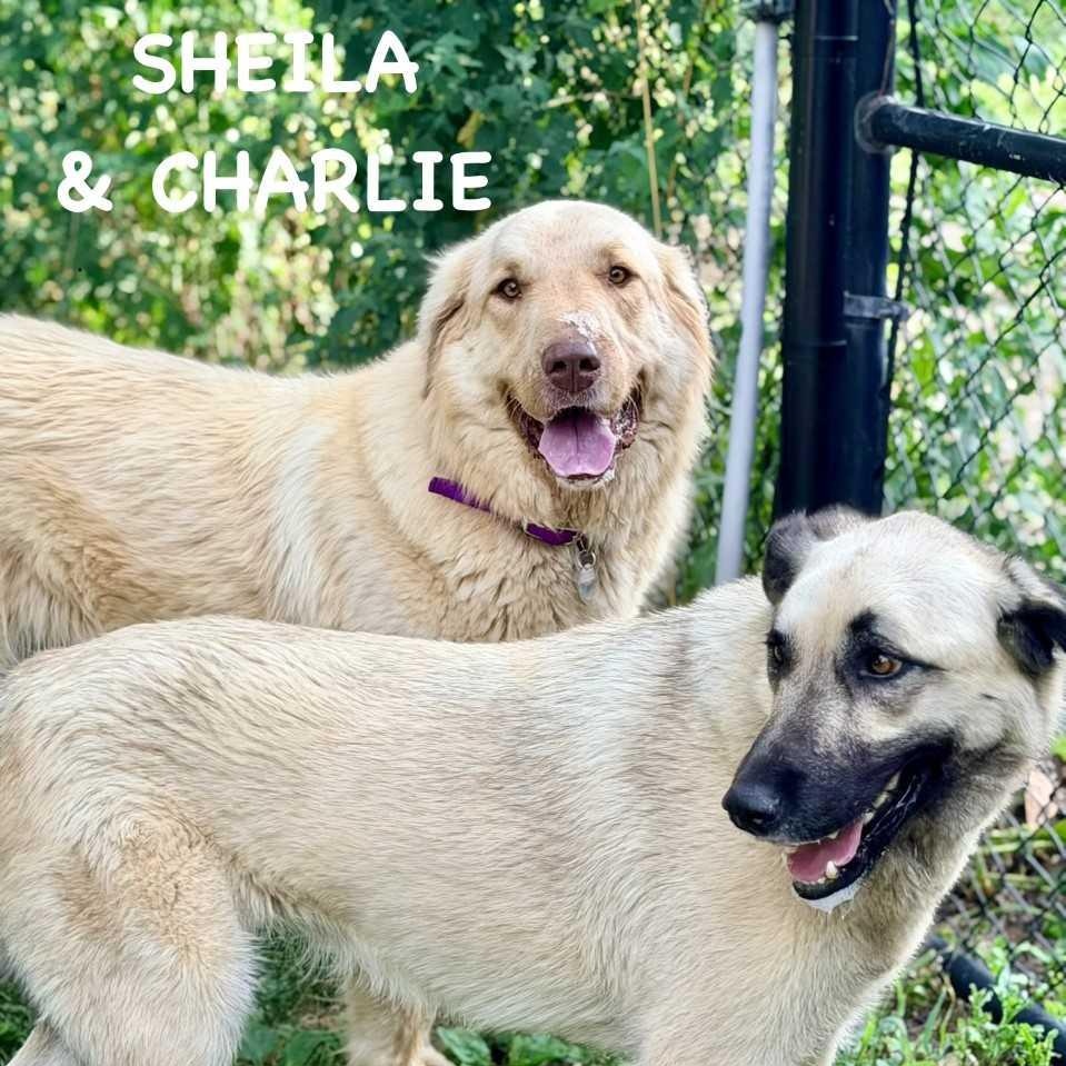 Enlarge Sheila & Charlie - Females - Pyr Anatolians - New to Rescue- Foster Needed, a ADOPTABLE mixed breed in Indianapolis, IN image 2/2