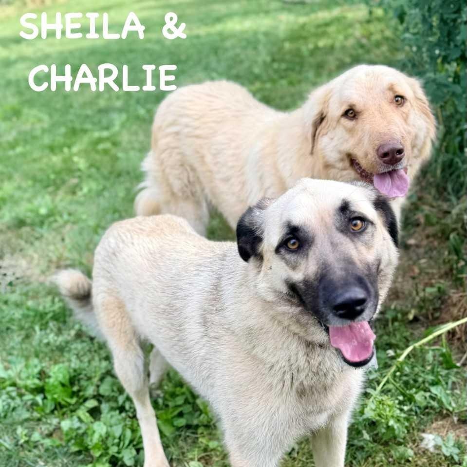 Sheila & Charlie - Females - Pyr Anatolians - New to Rescue- Foster Needed, ADOPTABLE, Adult Female Great Pyrenees.