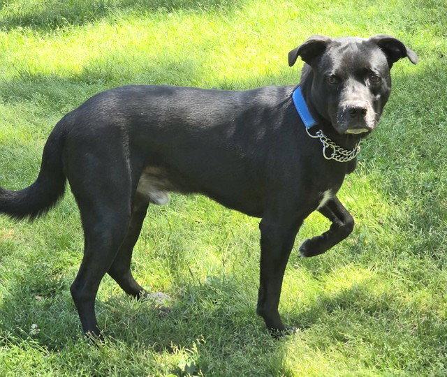 Enlarge **NEWTON**, a Adoptable Labrador Retriever in North Prairie, WI image 1/3