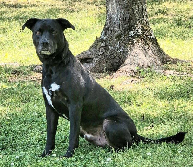 Enlarge **NEWTON**, a Adoptable Labrador Retriever in North Prairie, WI image 2/3