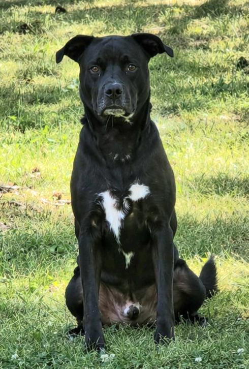 Enlarge **NEWTON**, a Adoptable Labrador Retriever in North Prairie, WI image 3/3