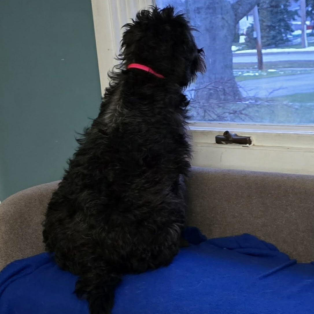 Enlarge Shayla, an adoptable Mixed Breed in Rochester, NY image 5/5