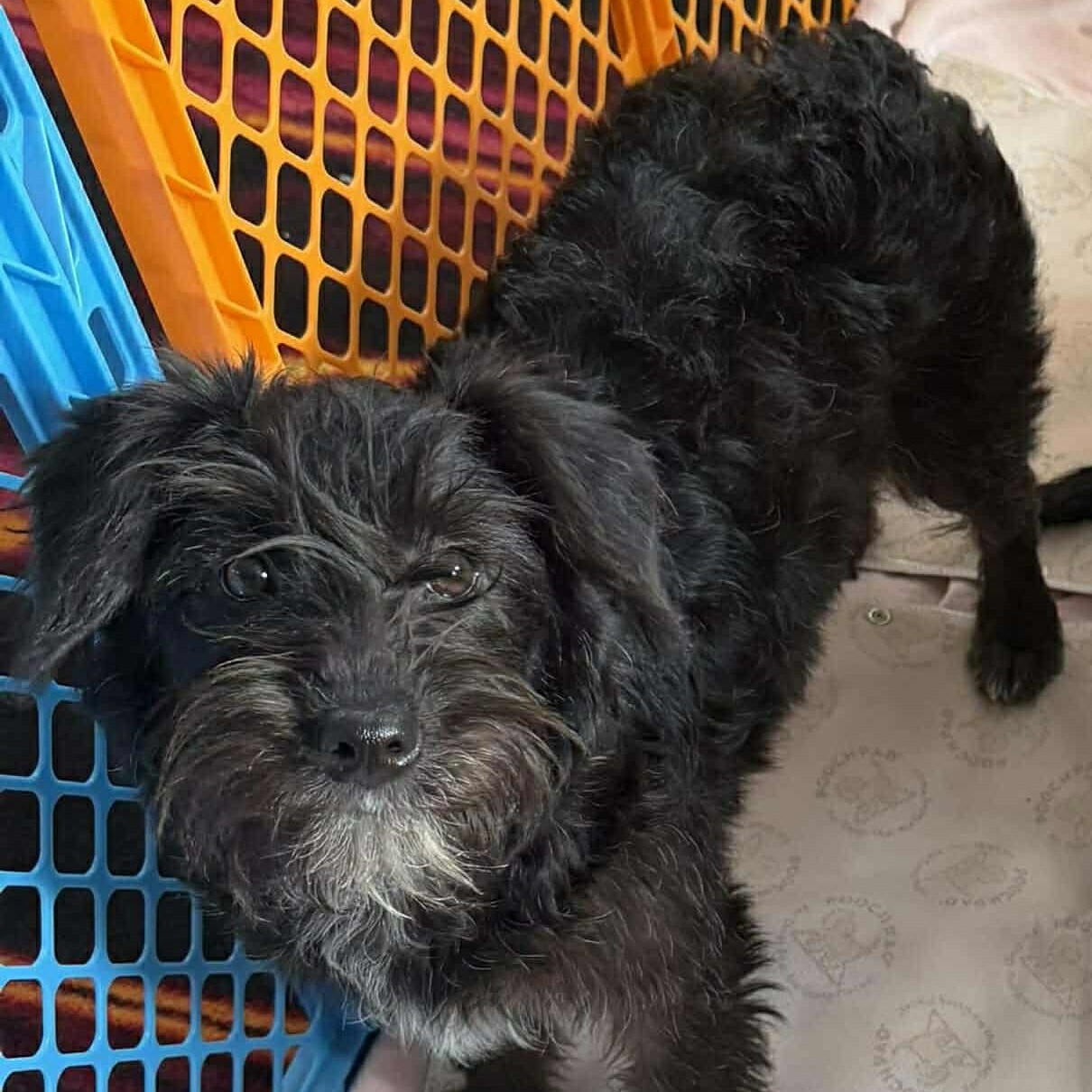 Enlarge Shayla, a ADOPTABLE Mixed Breed in Rochester, NY image 1/3