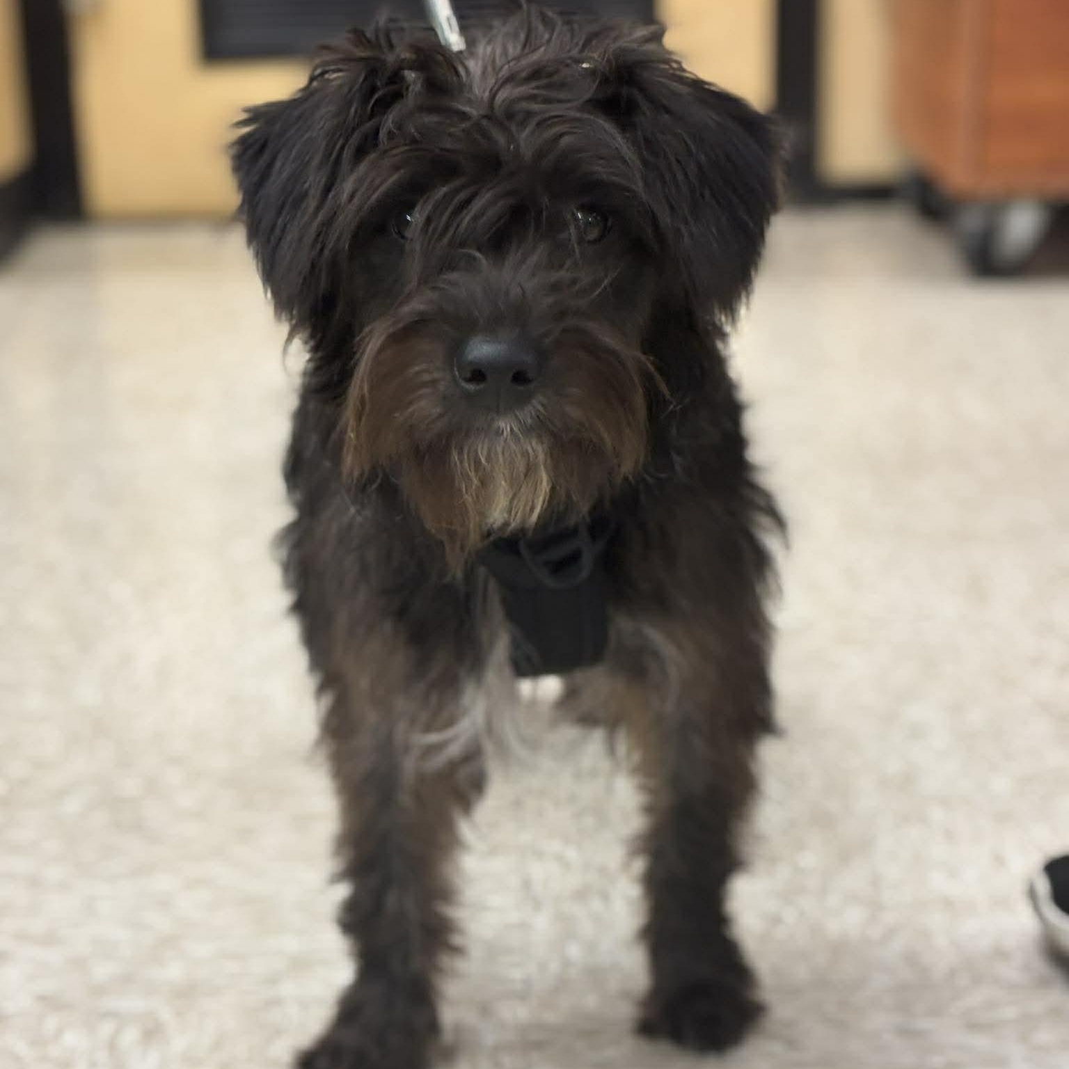 Enlarge Shayla, an adoptable Mixed Breed in Rochester, NY image 3/6