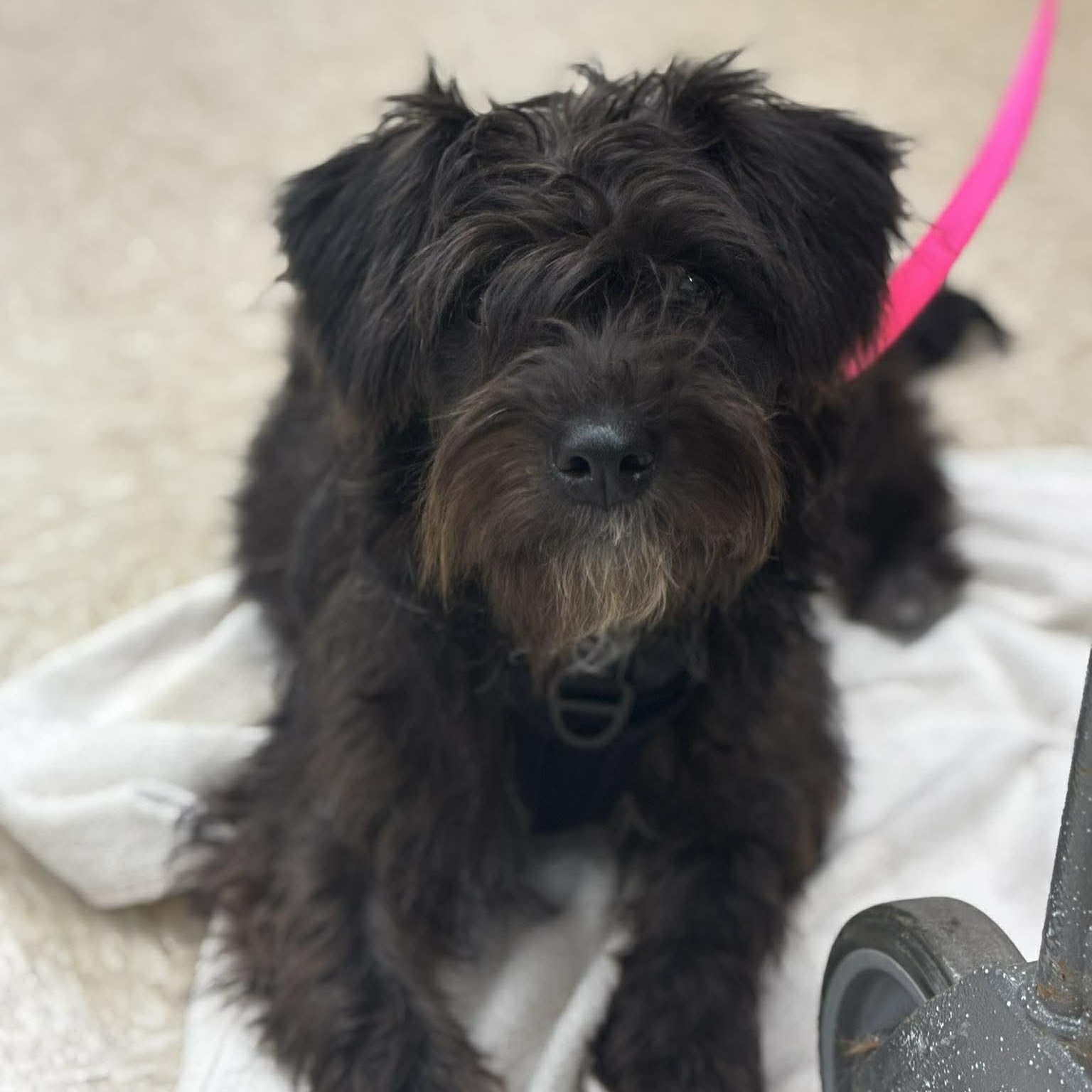 Enlarge Shayla, an adoptable Mixed Breed in Rochester, NY image 2/6