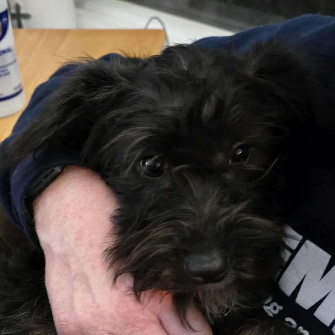 Enlarge Shayla, a ADOPTABLE Mixed Breed in Rochester, NY image 3/3