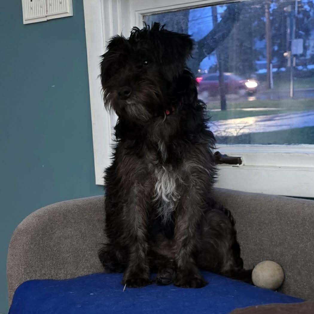 Shayla, adoptable, Puppy Female Mixed Breed.