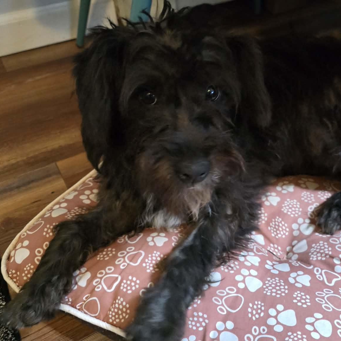 Enlarge Shayla, an adoptable Mixed Breed in Rochester, NY image 2/5