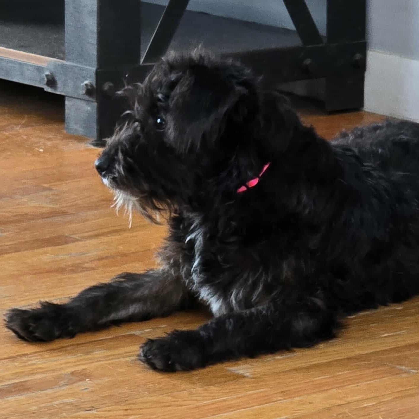 Enlarge Shayla, a ADOPTABLE Mixed Breed in Rochester, NY image 2/3