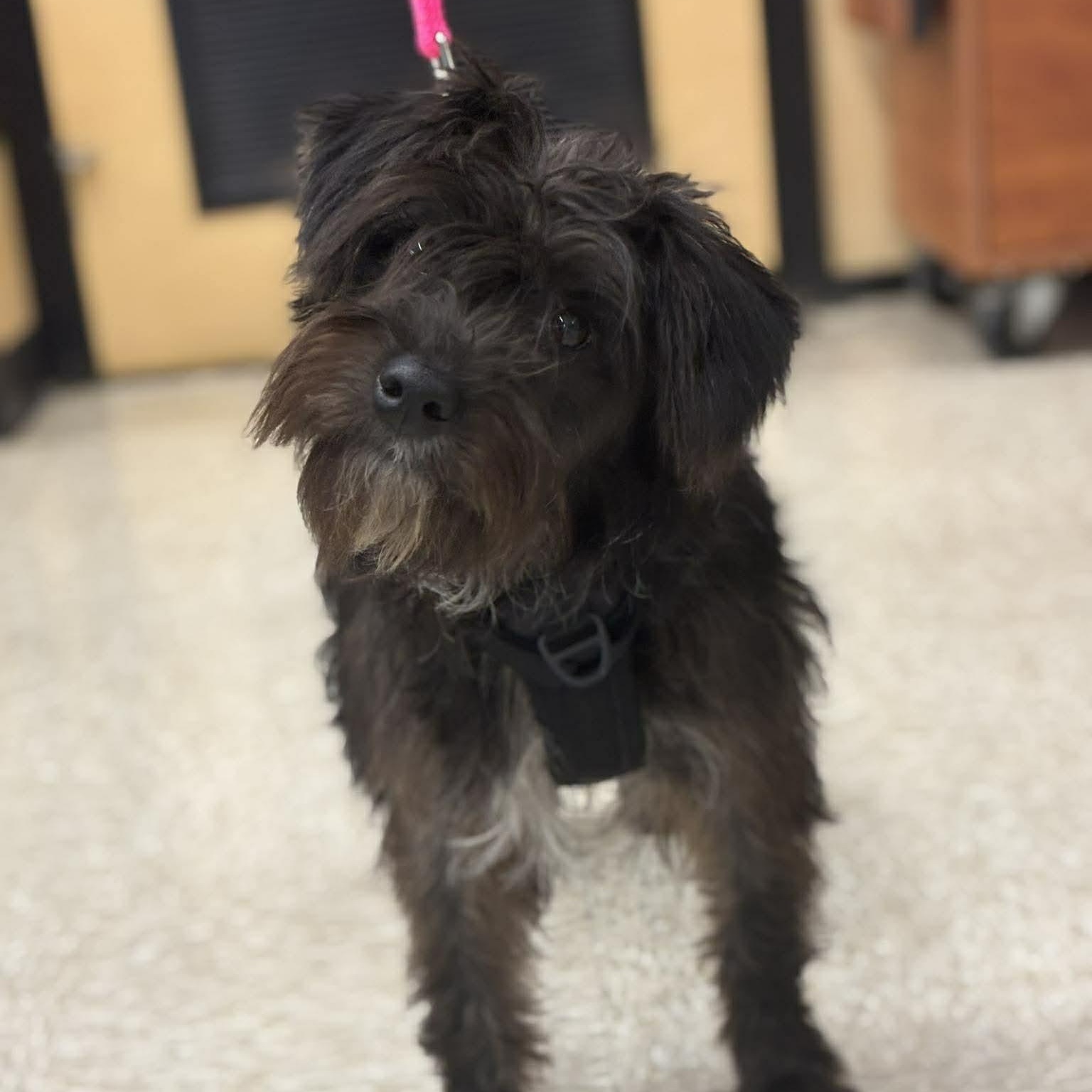 Enlarge Shayla, an adoptable Mixed Breed in Rochester, NY image 1/6