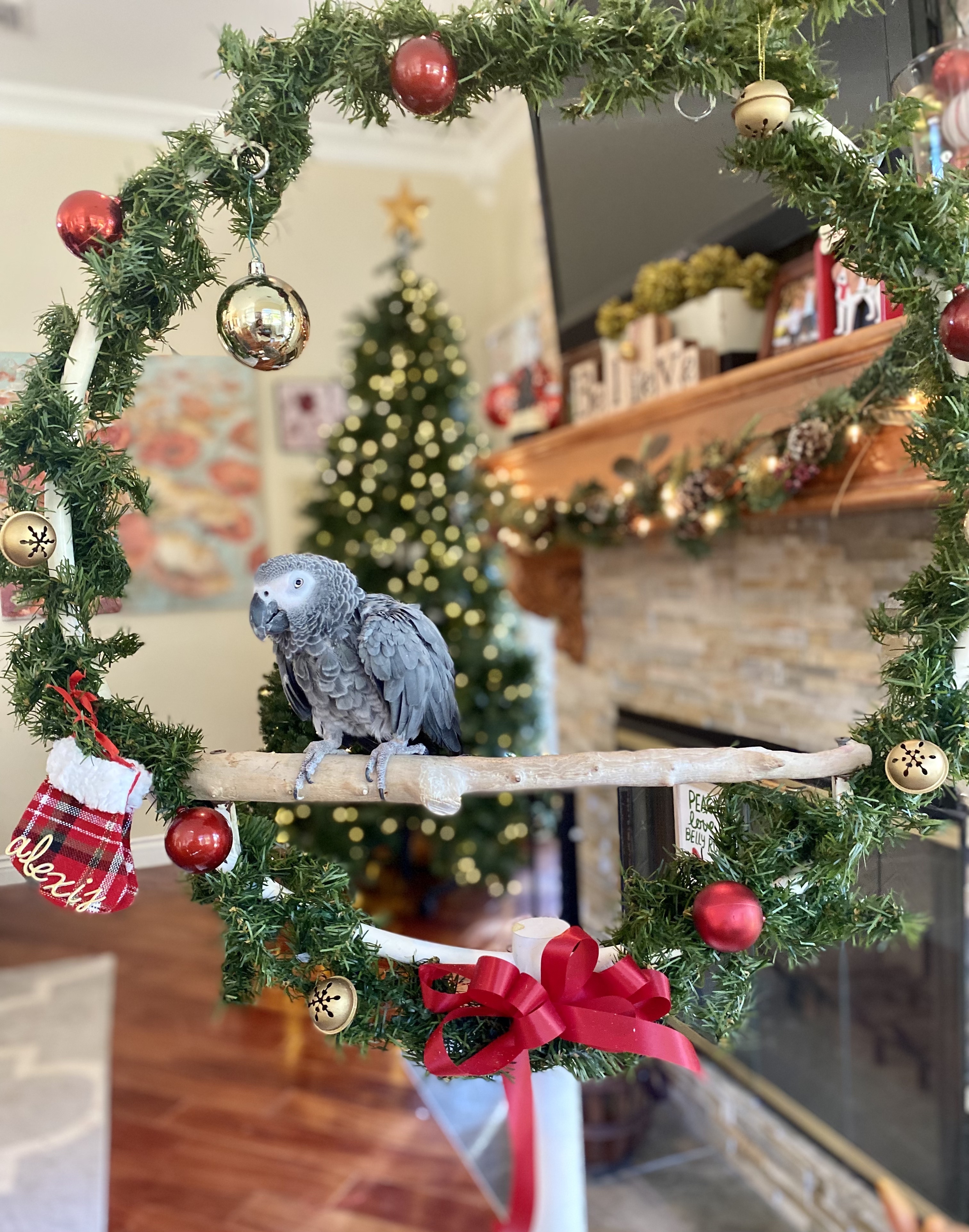 Enlarge Alexis, a Adopted African Grey in Los Angeles, CA image 1/1