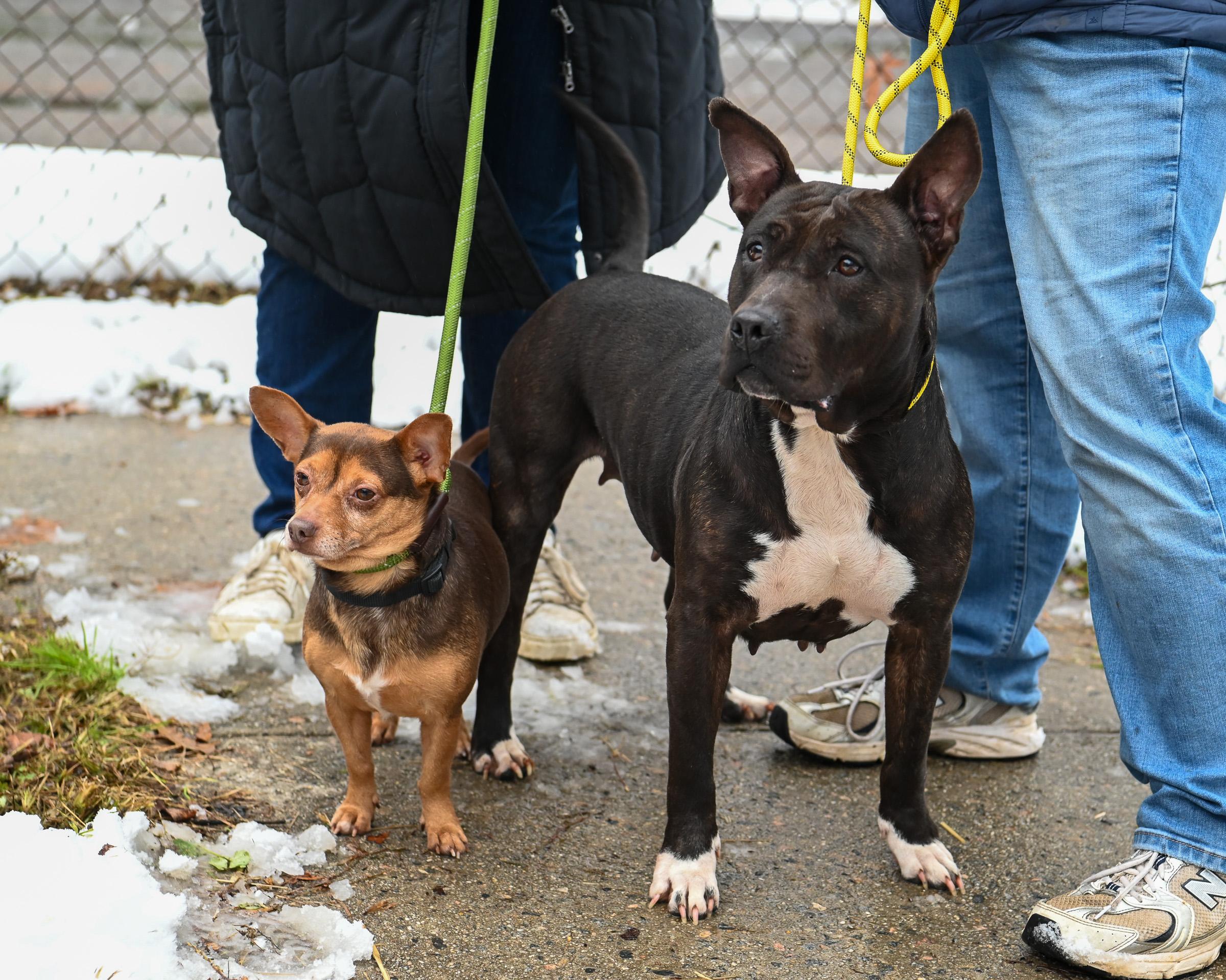Enlarge Eclair & Twix, a Adoptable mixed breed in Petersburg, VA image 1/6