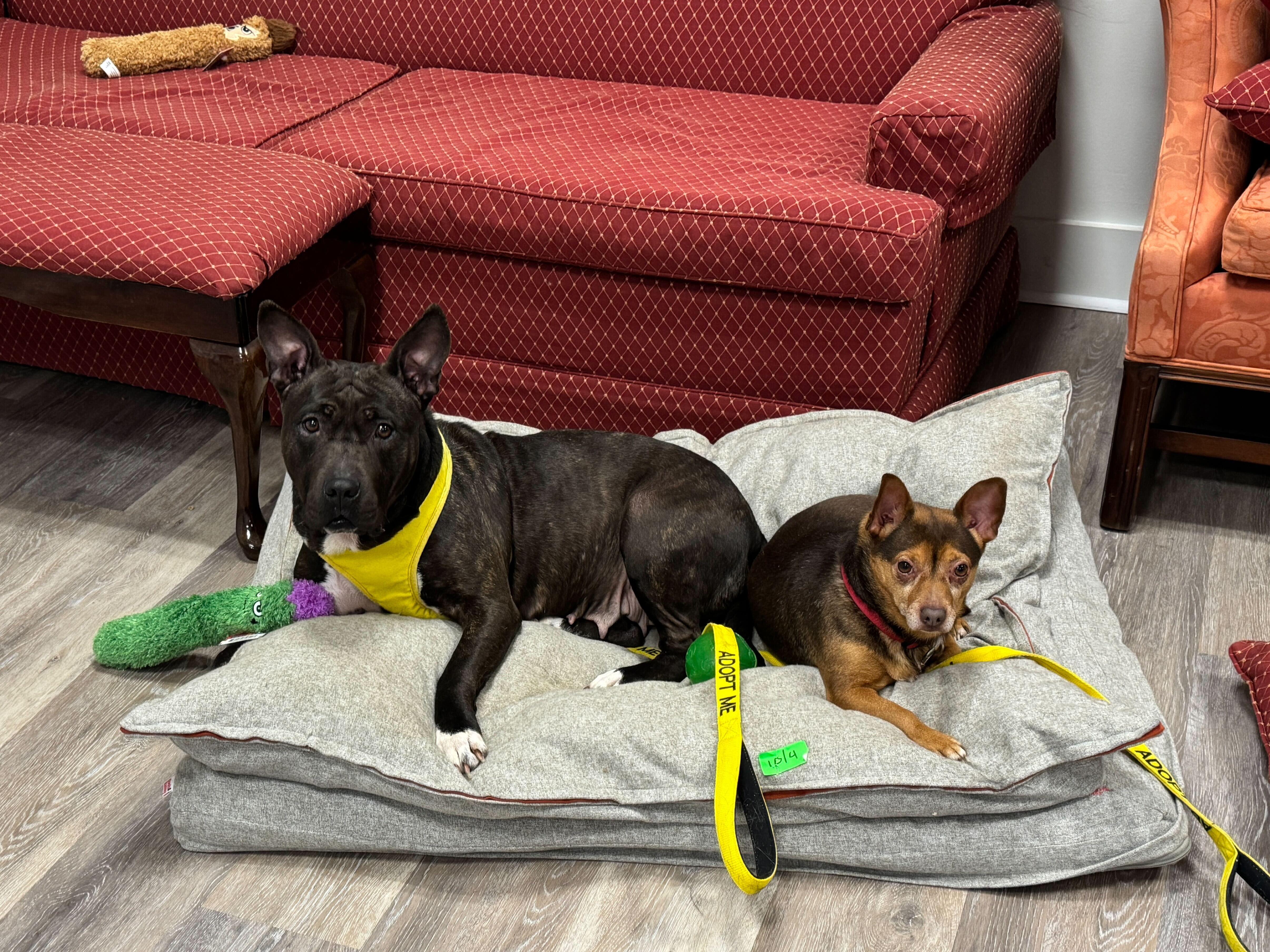 Enlarge Eclair & Twix, a Adoptable mixed breed in Petersburg, VA image 3/6