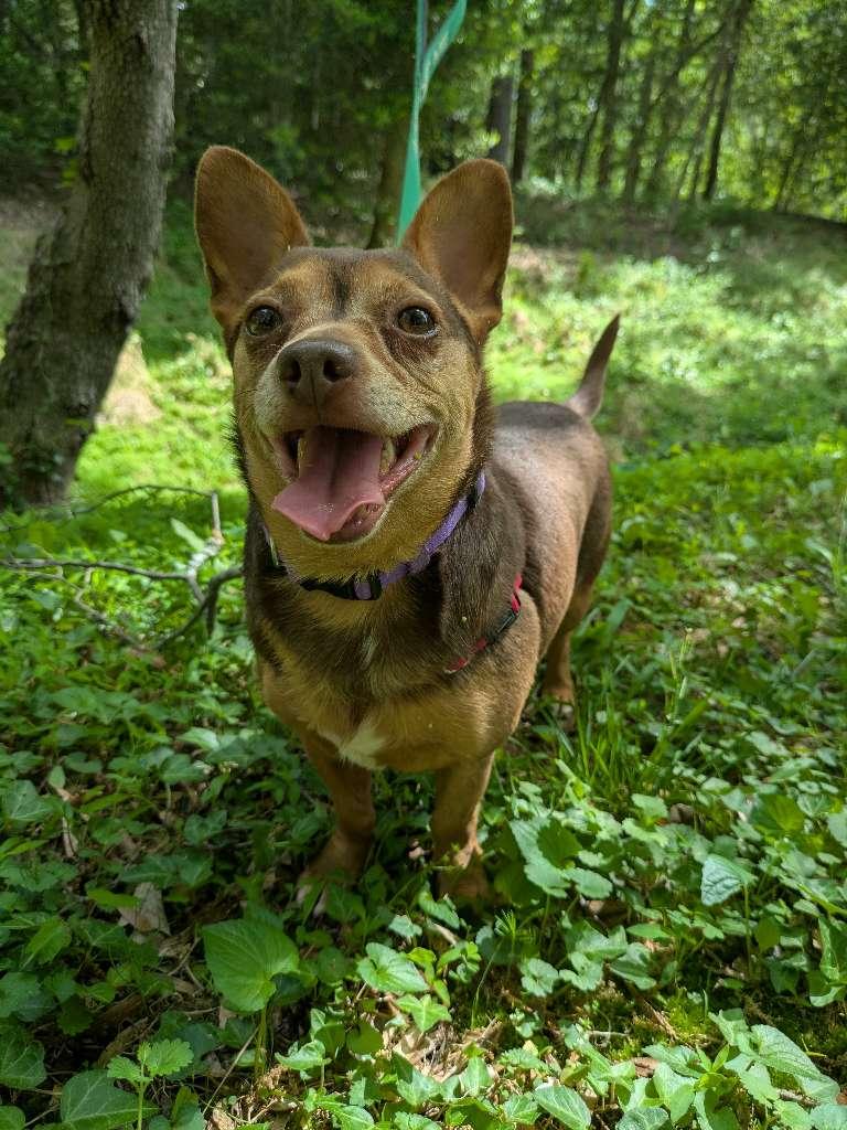 Enlarge Eclair & Twix, a Adoptable mixed breed in Petersburg, VA image 5/6