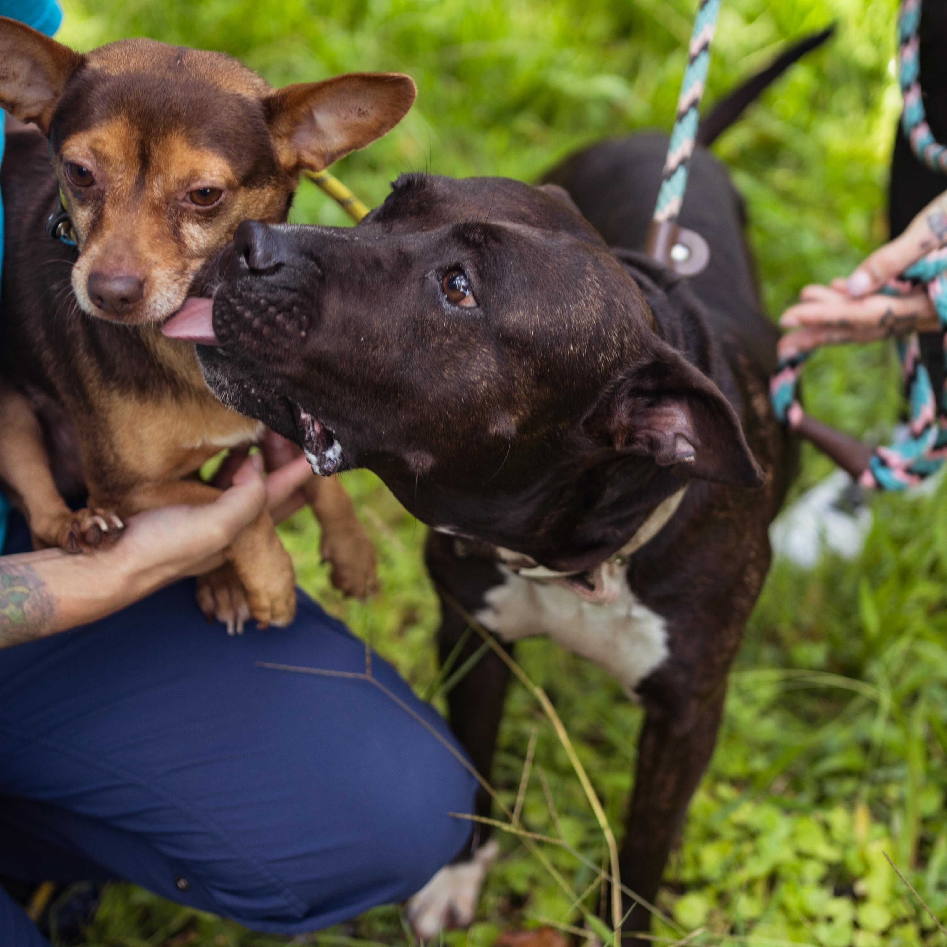 Eclair & Twix, Adoptable, Adult Female Chihuahua & Pit Bull Terrier.