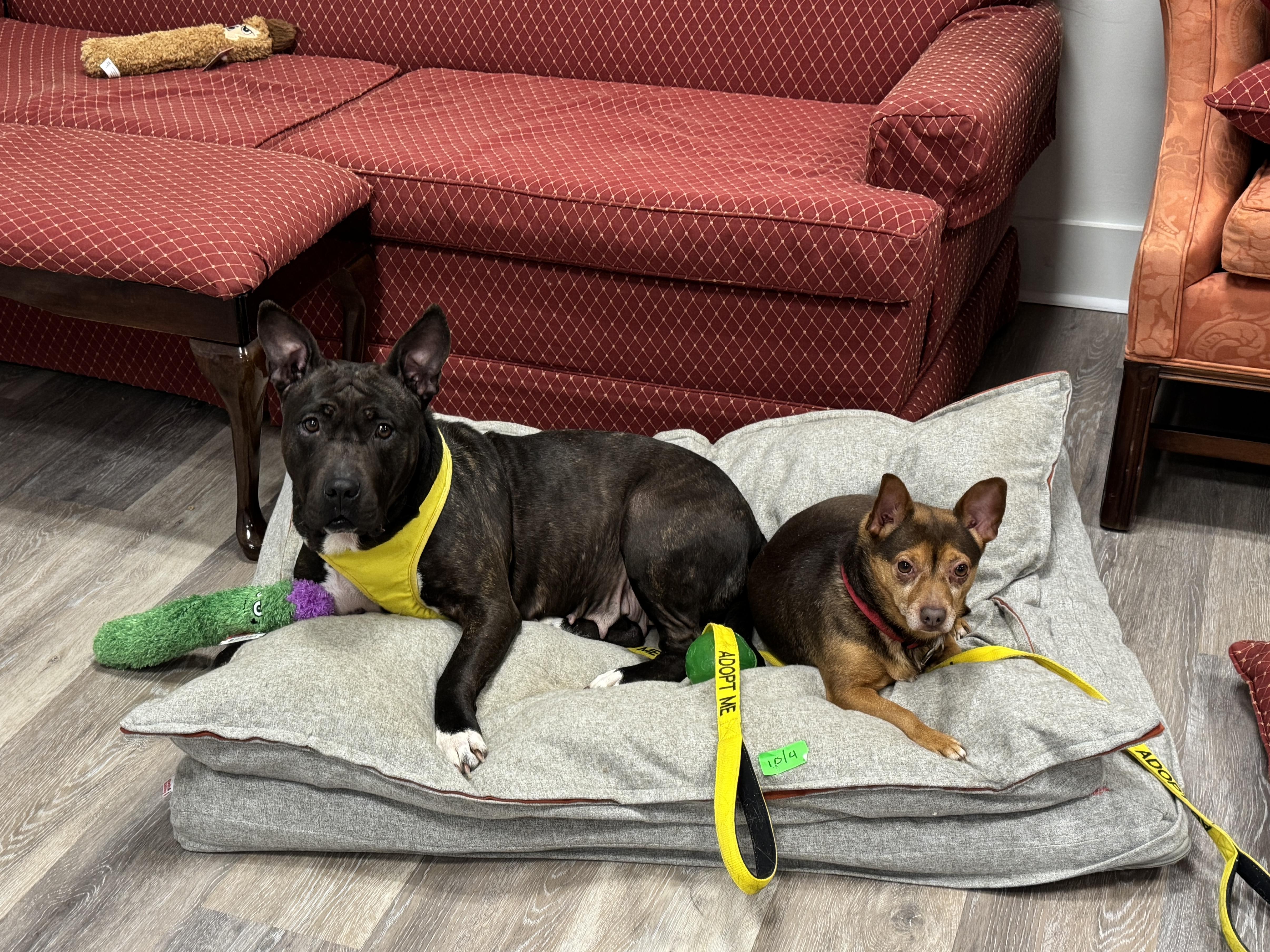 Eclair & Twix, Adoptable, Adult Female Chihuahua & Pit Bull Terrier.