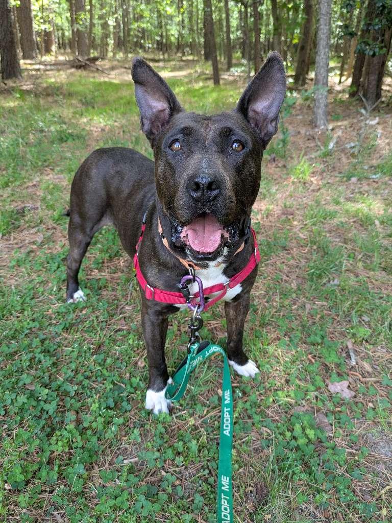 Enlarge Eclair & Twix, a Adoptable mixed breed in Petersburg, VA image 6/6