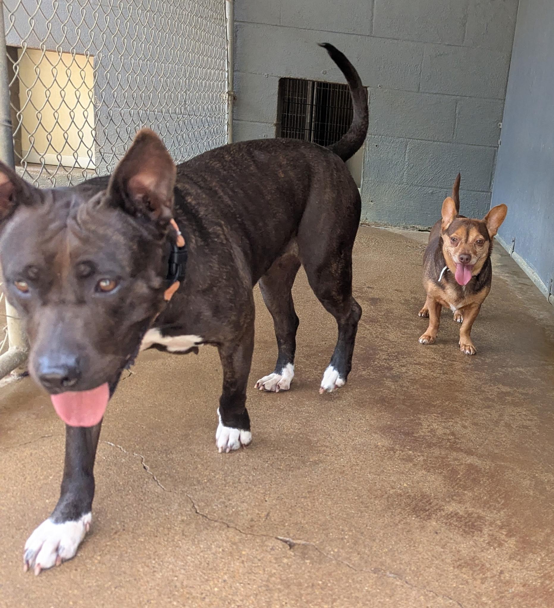 Enlarge Eclair & Twix, a Adoptable mixed breed in Petersburg, VA image 4/6