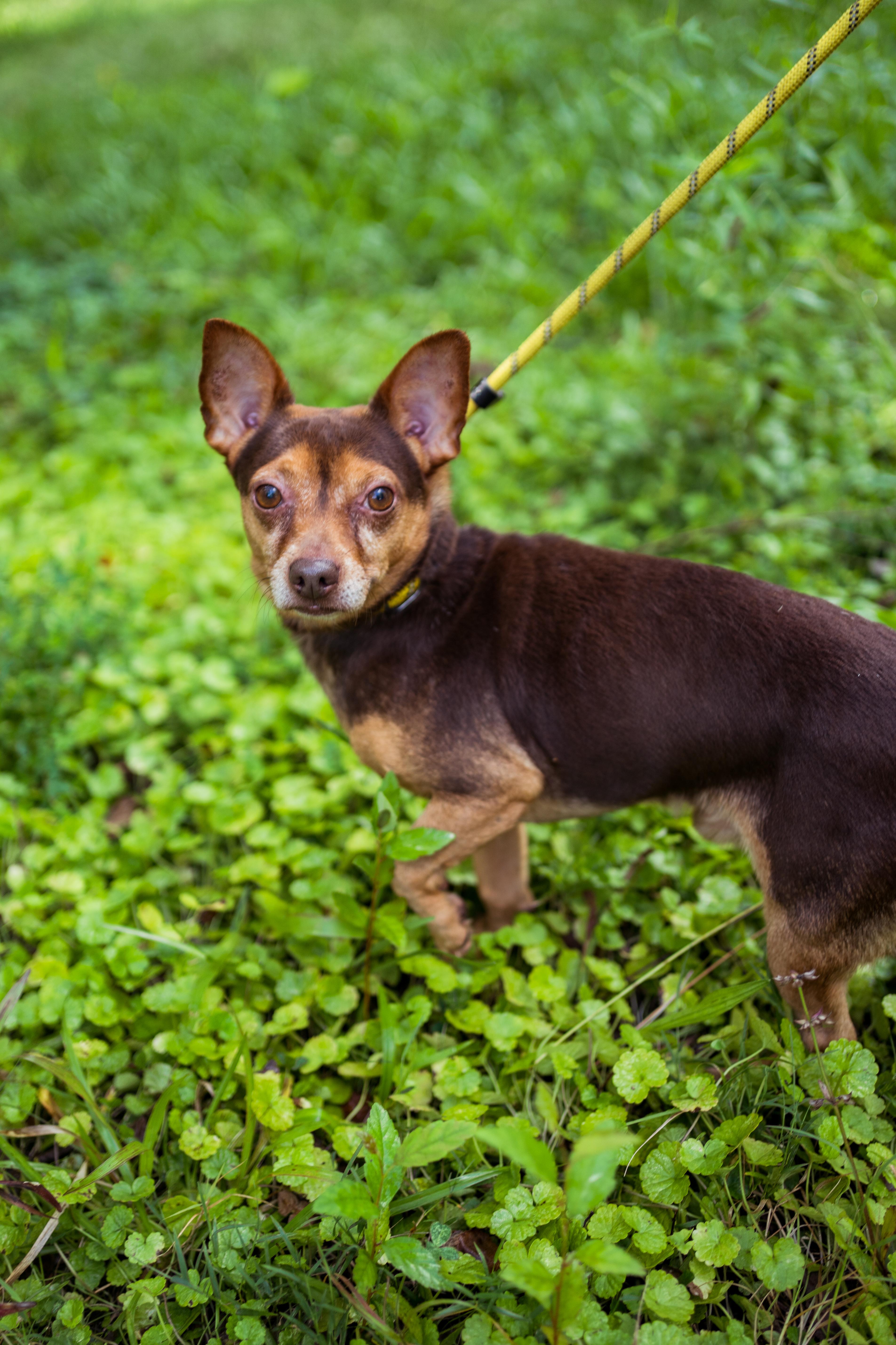 Enlarge Eclair & Twix, a Adoptable mixed breed in Petersburg, VA image 6/6