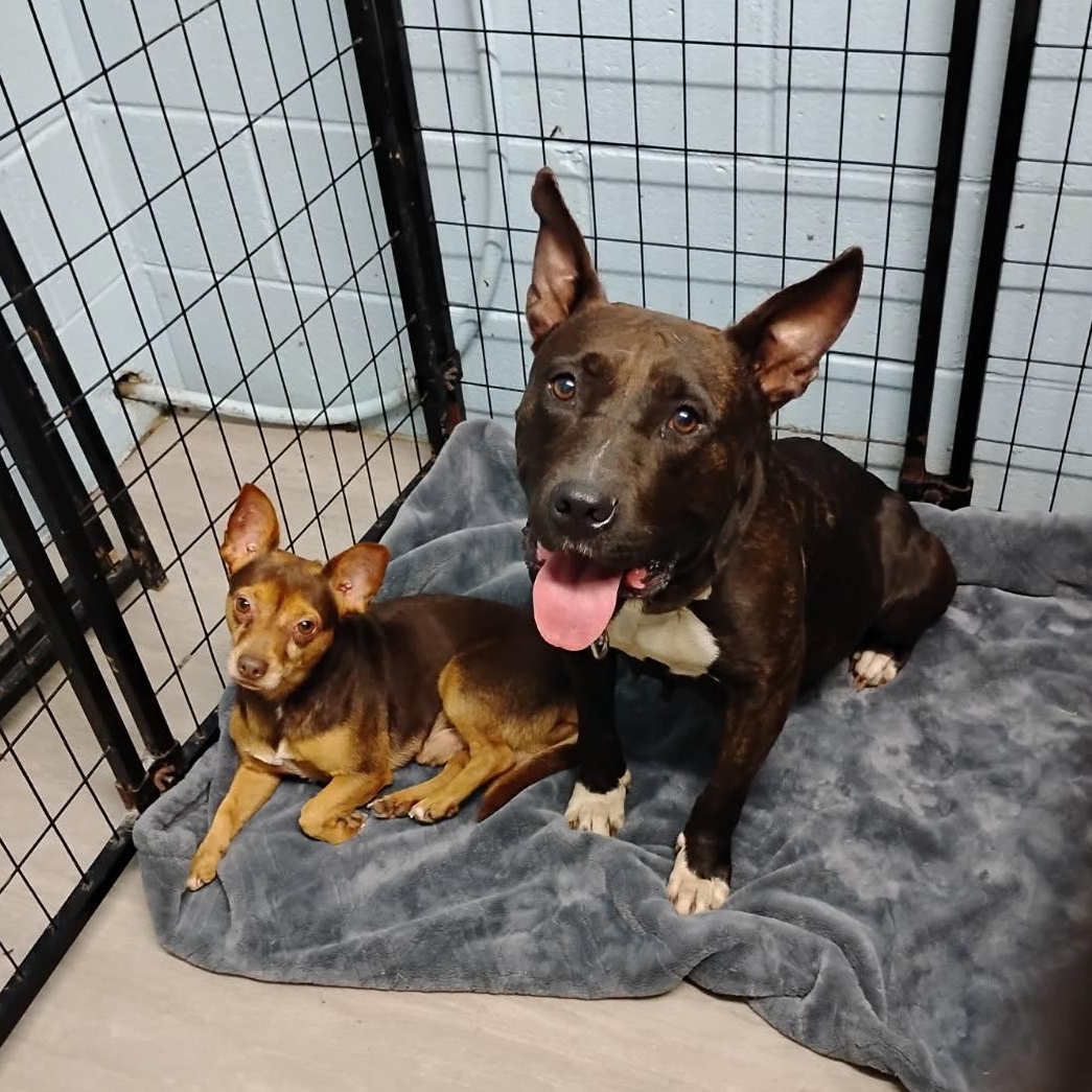 Enlarge Eclair & Twix, a Adoptable mixed breed in Petersburg, VA image 4/6