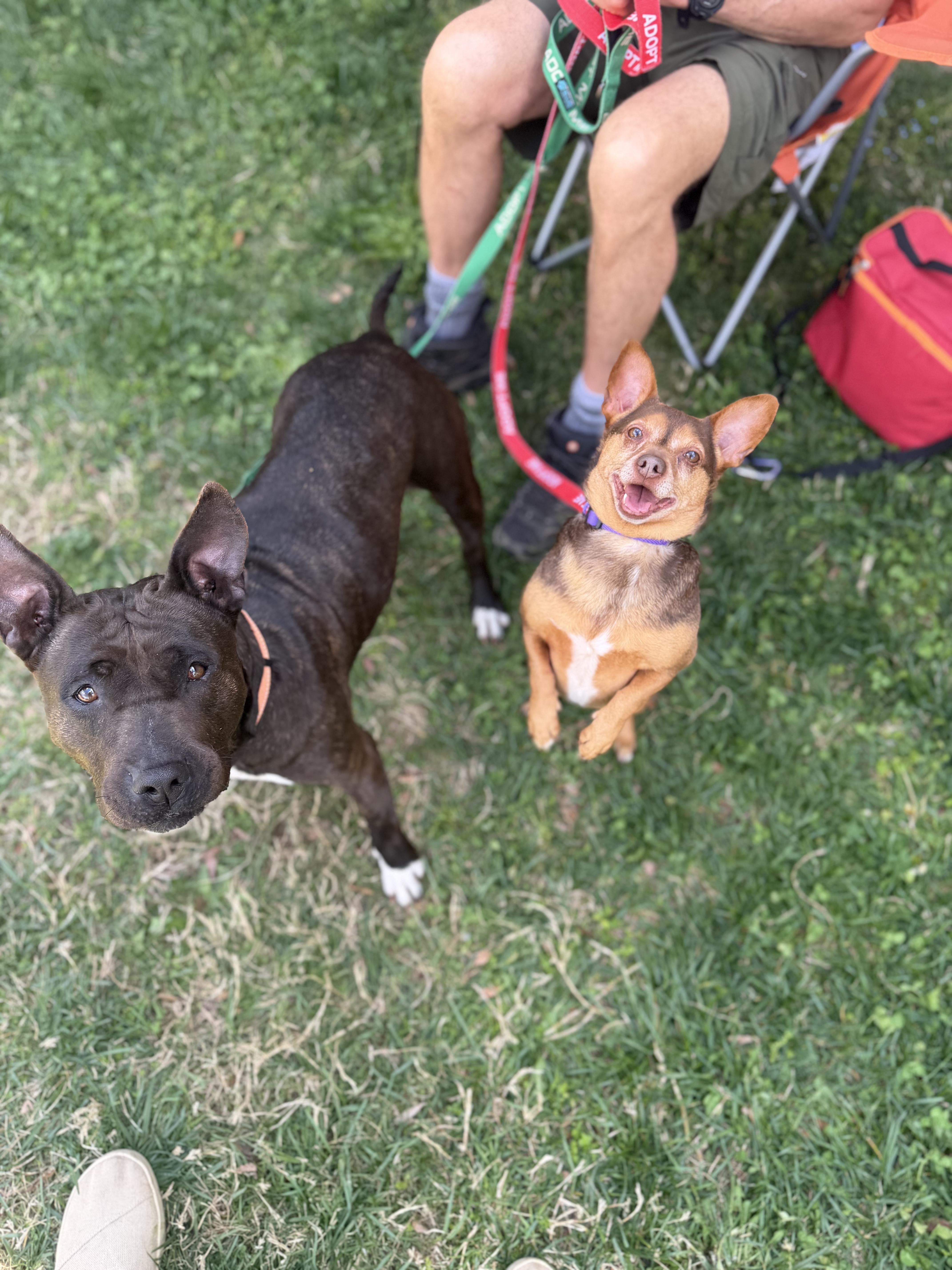 Enlarge Eclair & Twix, a Adoptable mixed breed in Petersburg, VA image 2/6