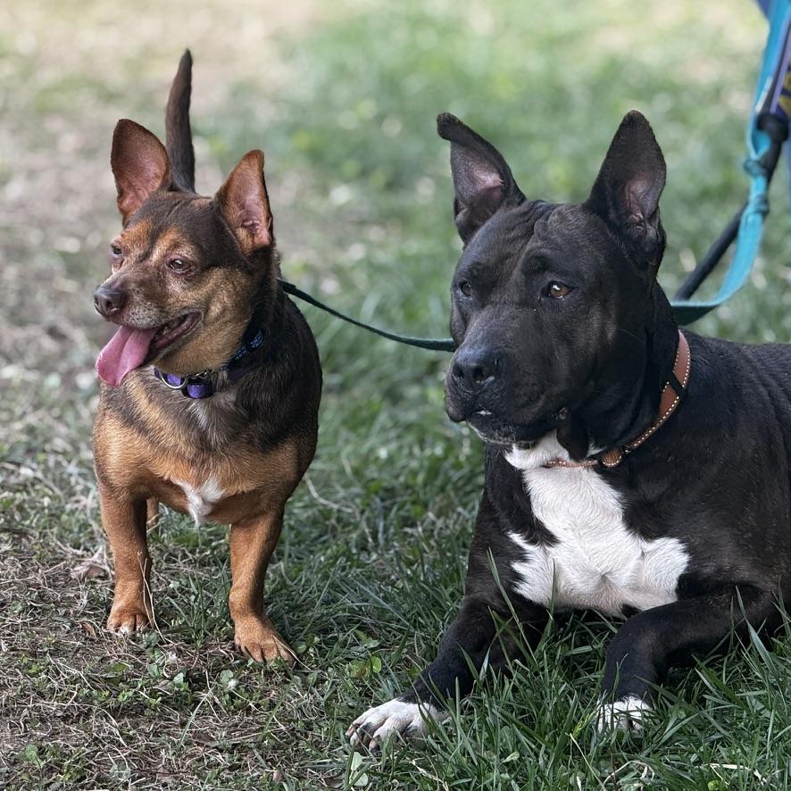 Eclair & Twix, Adoptable, Adult Female Chihuahua & Pit Bull Terrier.