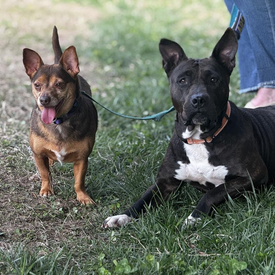 Enlarge Eclair & Twix, a Adoptable mixed breed in Petersburg, VA image 6/6