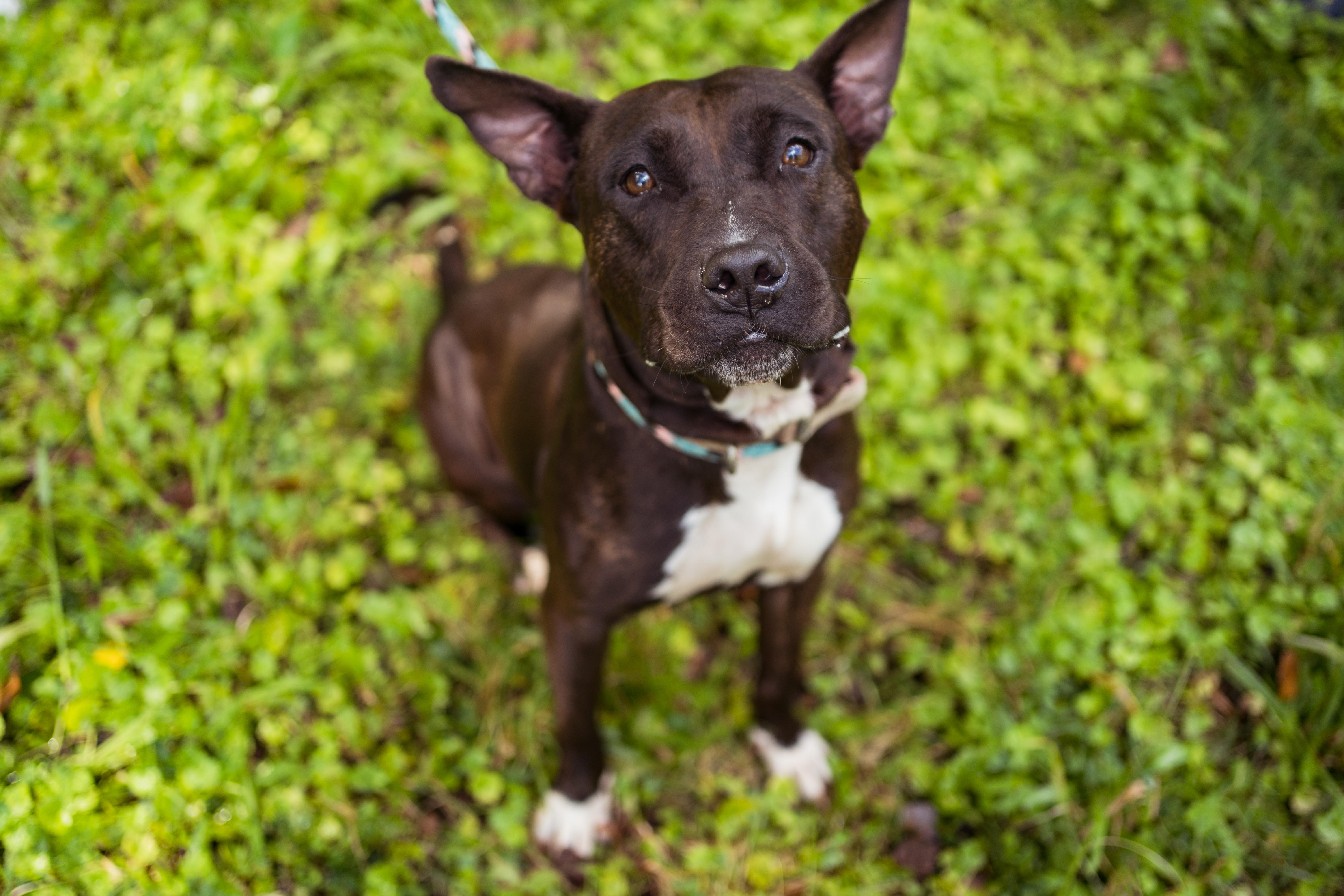 Enlarge Eclair & Twix, a Adoptable mixed breed in Petersburg, VA image 5/6