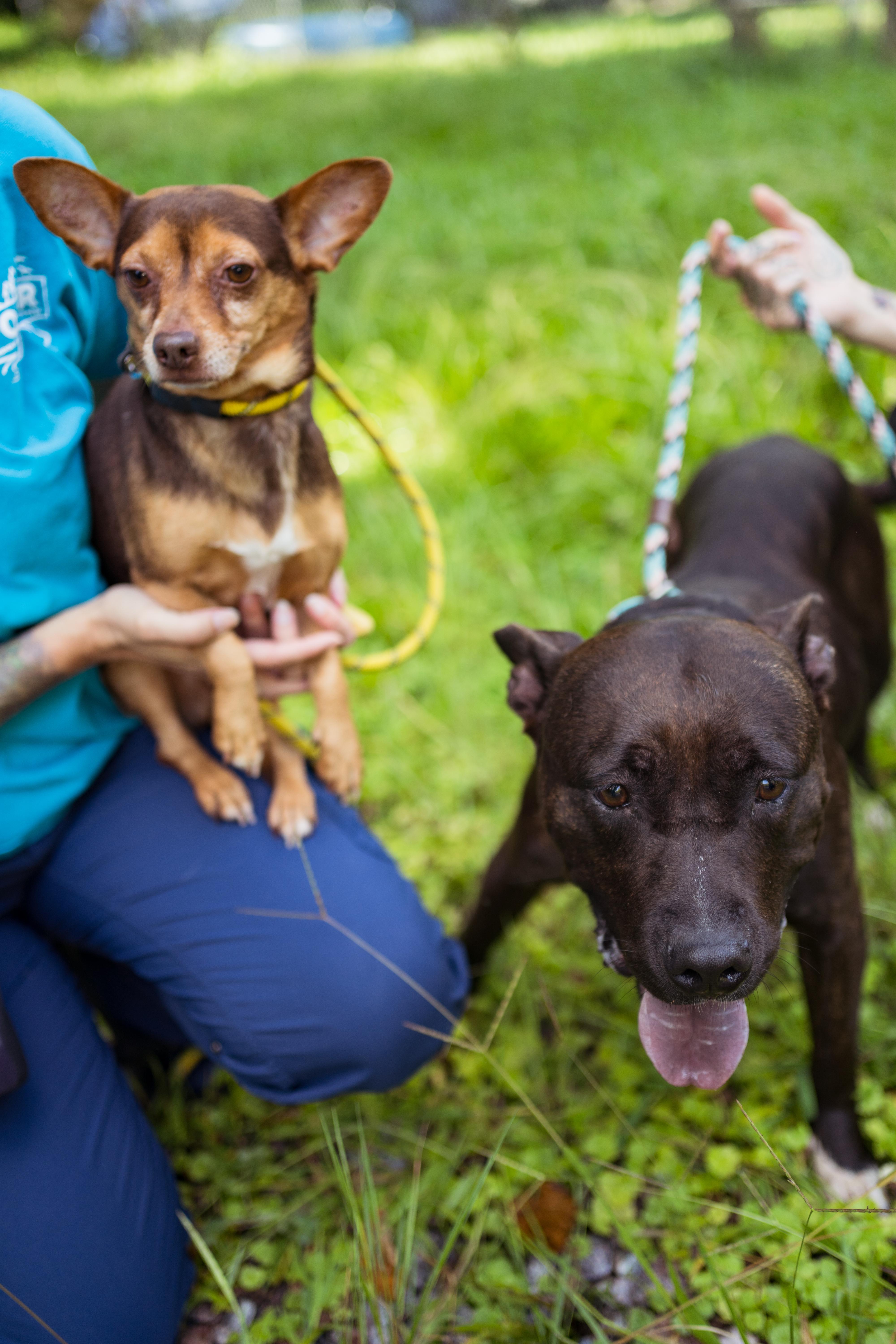 Enlarge Eclair & Twix, a Adoptable mixed breed in Petersburg, VA image 3/6