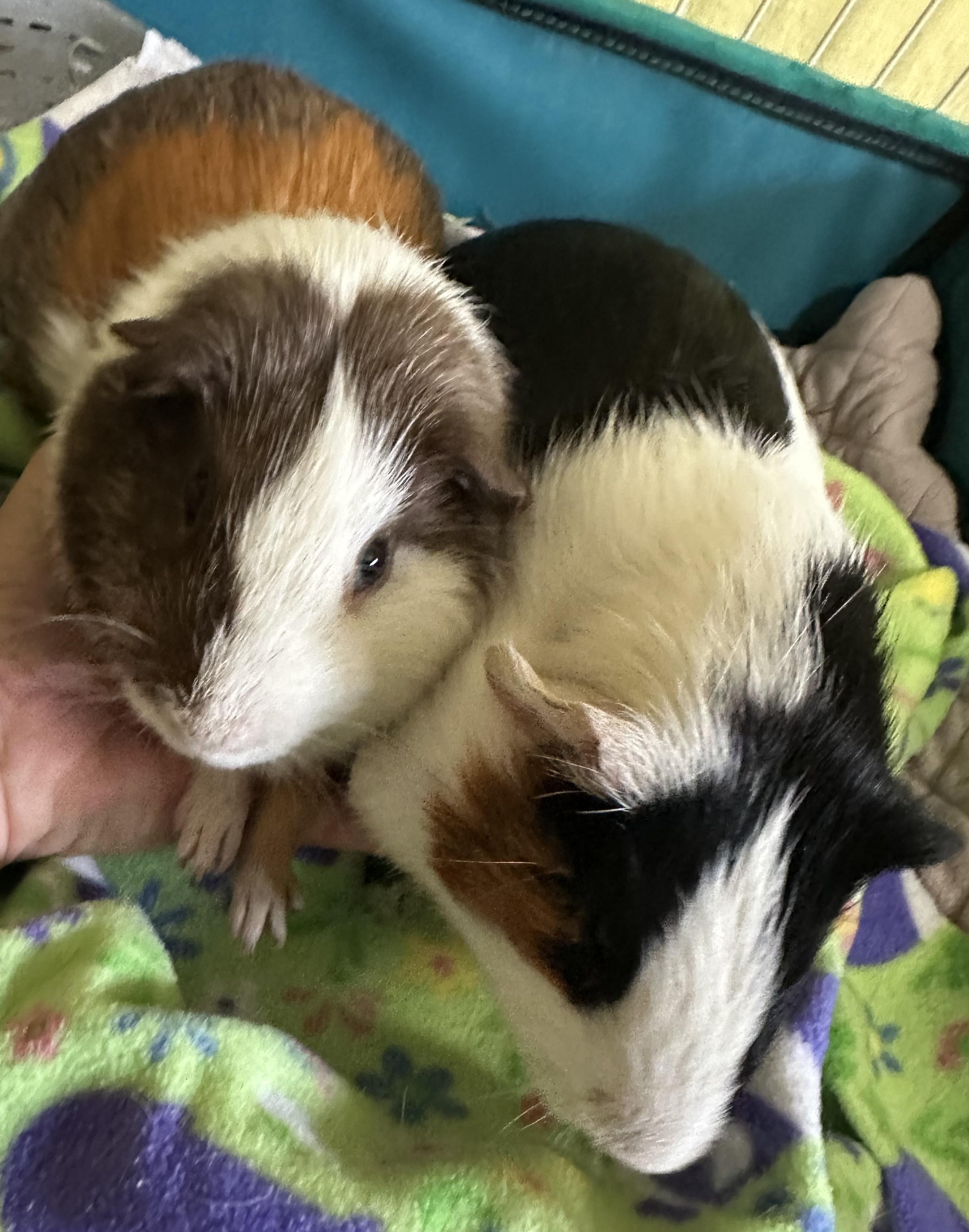 Simon & Garfunkel, Adult Male unknown