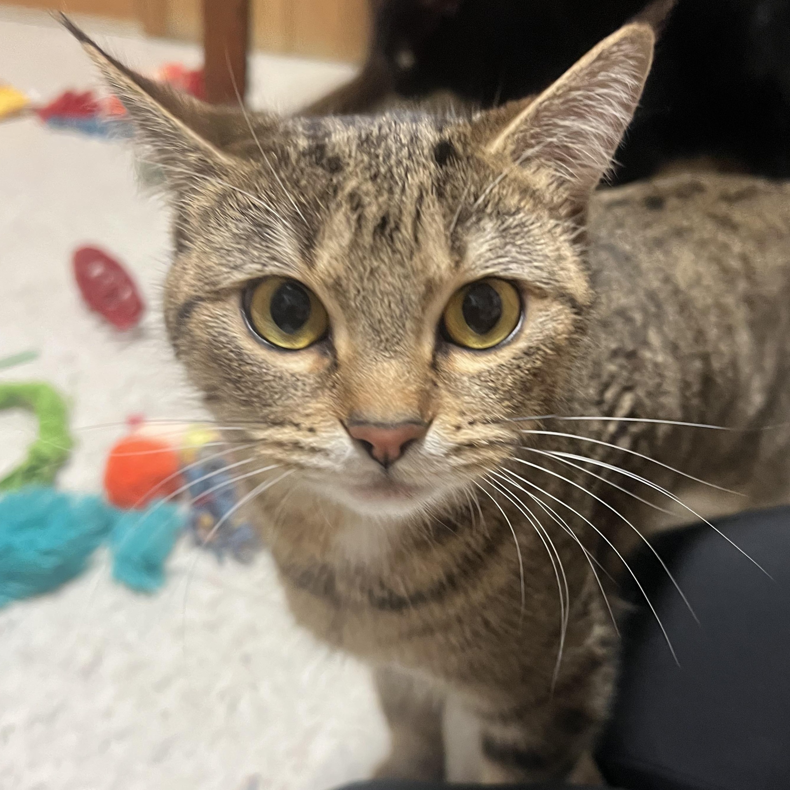 Vada, ADOPTABLE, Adult Female Domestic Short Hair.