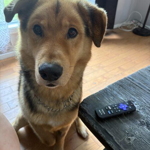 Prince, a Adoptable mixed breed in Hawkestone, ON image 2/5