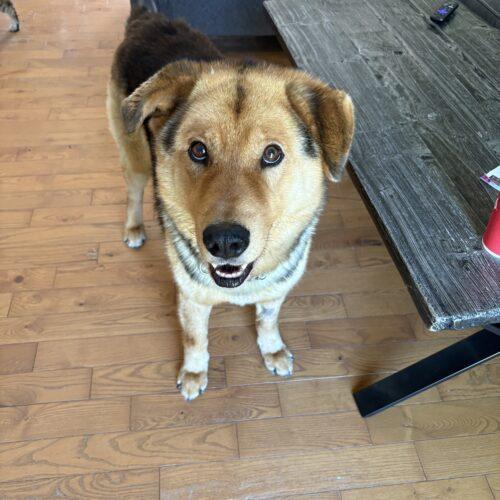 Prince, a Adoptable mixed breed in Hawkestone, ON image 3/5