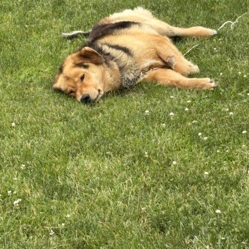 Prince, a Adoptable mixed breed in Hawkestone, ON image 4/5