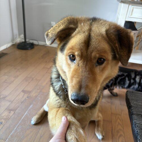 Prince, a Adoptable mixed breed in Hawkestone, ON image 5/5
