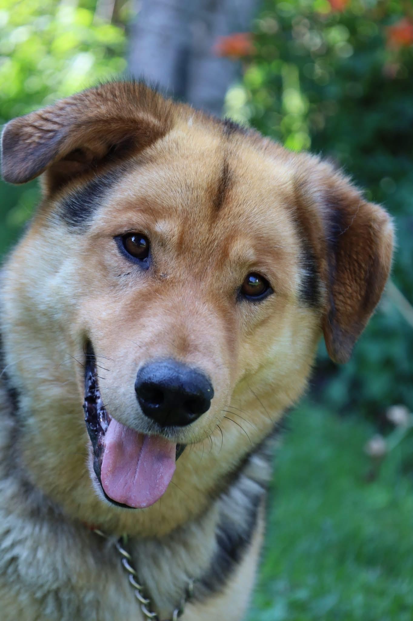 Enlarge Prince, a Adoptable mixed breed in Hawkestone, ON image 6/6