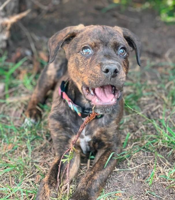 Enlarge Willy, an adopted mixed breed in Sheboygan, WI image 3/5