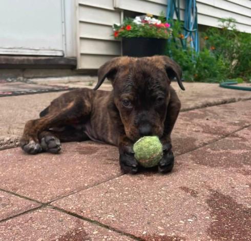 Enlarge Willy, an adopted mixed breed in Sheboygan, WI image 5/5