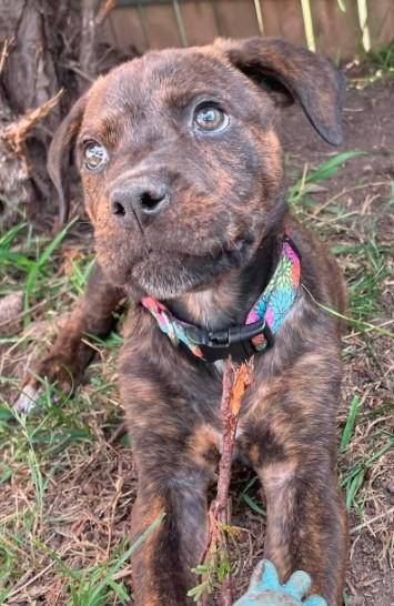 Enlarge Willy, an adopted mixed breed in Sheboygan, WI image 2/5