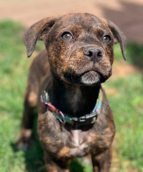 Enlarge Willy, an adopted mixed breed in Sheboygan, WI image 1/5