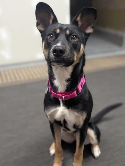 Millie, Adoptable, Adult Female Husky.