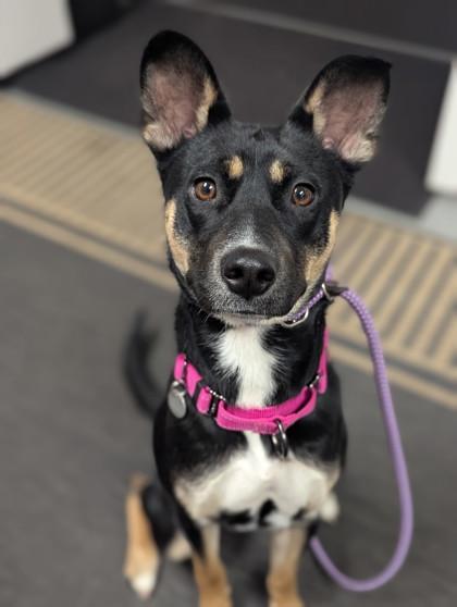 Millie, a Adoptable mixed breed in North Adams, MA image 2/2