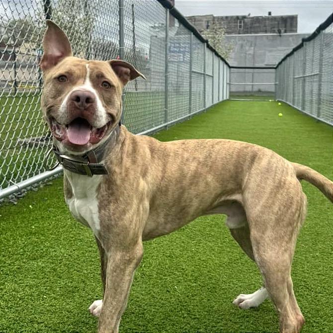 Benny, Adoptable, Adult Male Mixed Breed & Mixed Breed.