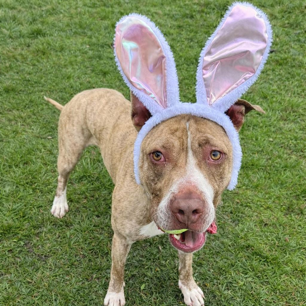 Enlarge Benny, a Adoptable mixed breed in Binghamton, NY image 2/6