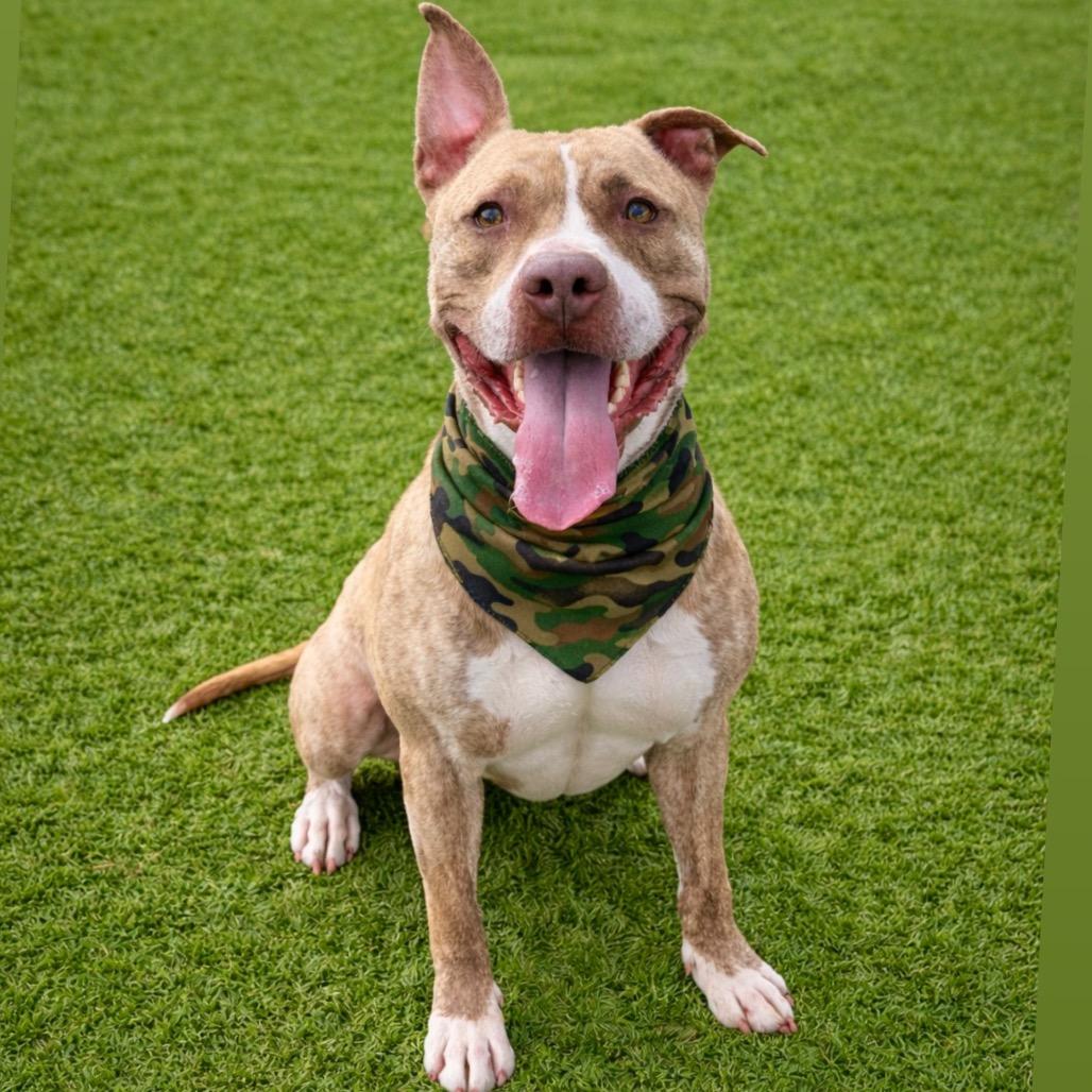 Enlarge Benny, a Adoptable mixed breed in Binghamton, NY image 3/6