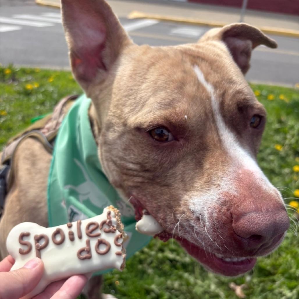 Enlarge Benny, a Adoptable mixed breed in Binghamton, NY image 4/6
