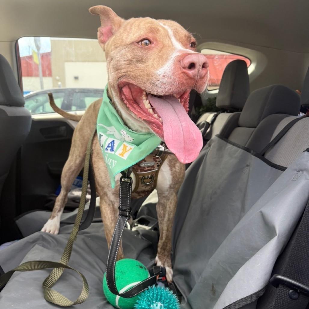 Enlarge Benny, a Adoptable mixed breed in Binghamton, NY image 5/6